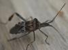 Leptoglossus occidentalis
